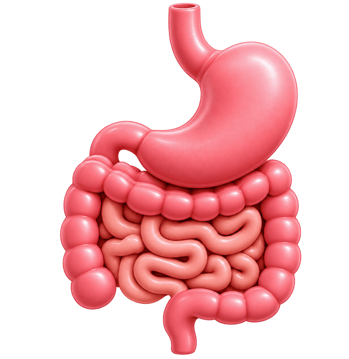 Gastroenterology illustration