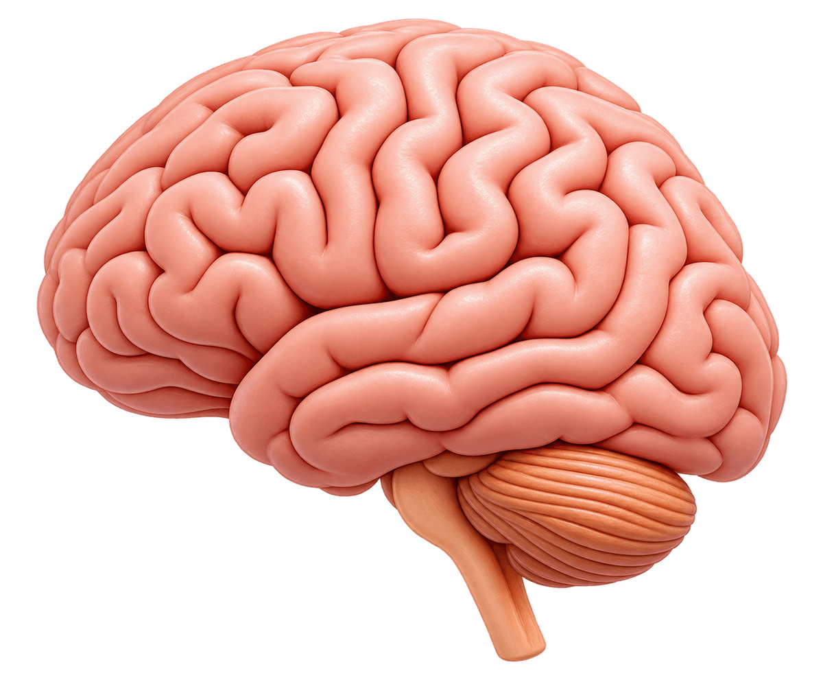 Neurology illustration
