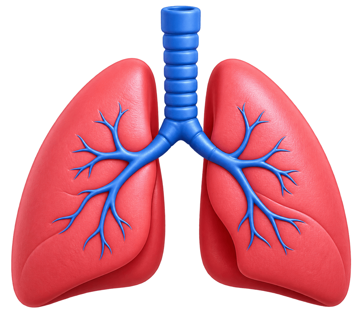 Pulmonology illustration