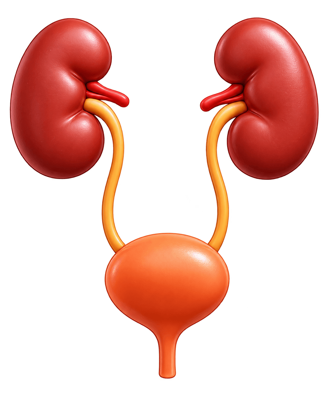 Urology illustration